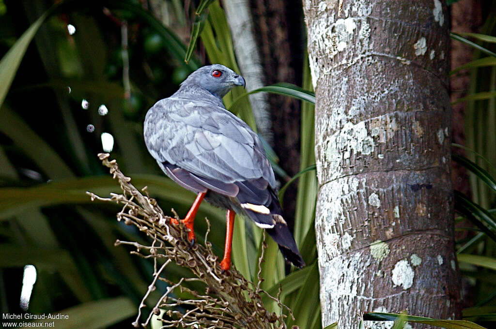 Crane Hawkadult