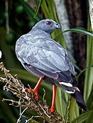 Crane Hawk