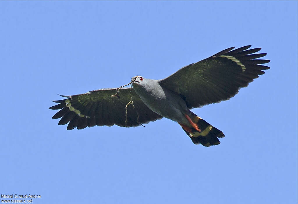 Crane Hawkadult, Flight