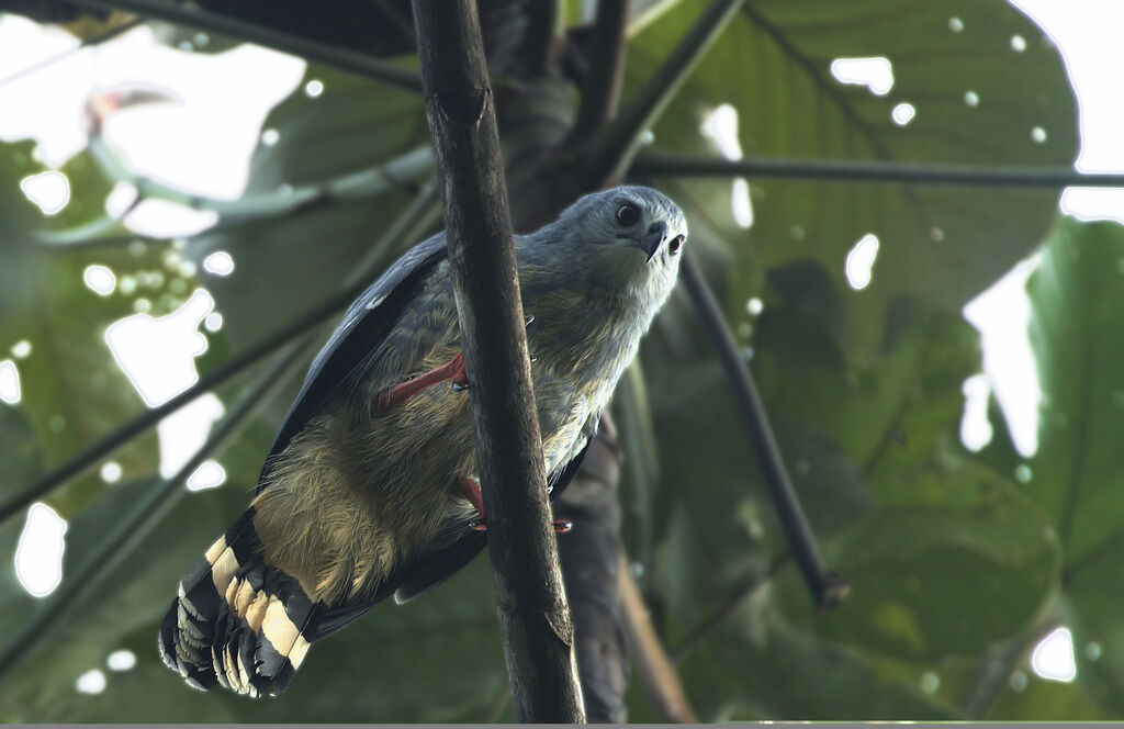 Crane Hawk