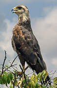 Savanna Hawk