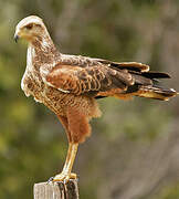 Savanna Hawk