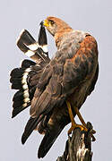 Savanna Hawk