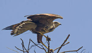 Savanna Hawk