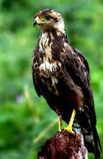 Savanna Hawk