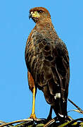 Savanna Hawk