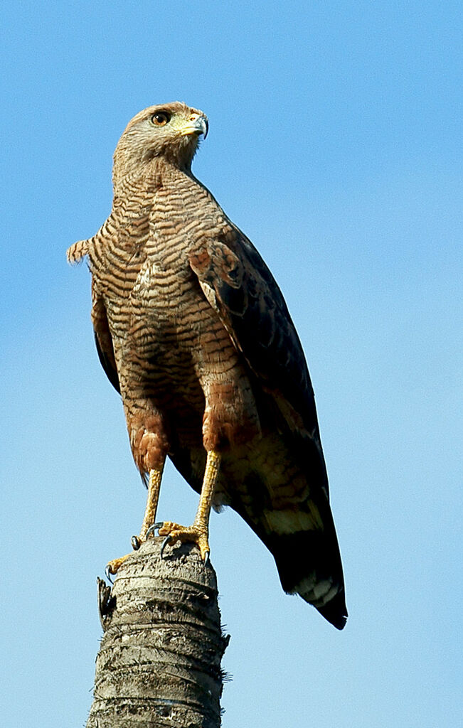 Savanna Hawk, identification