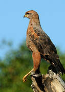 Savanna Hawk