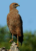 Savanna Hawk