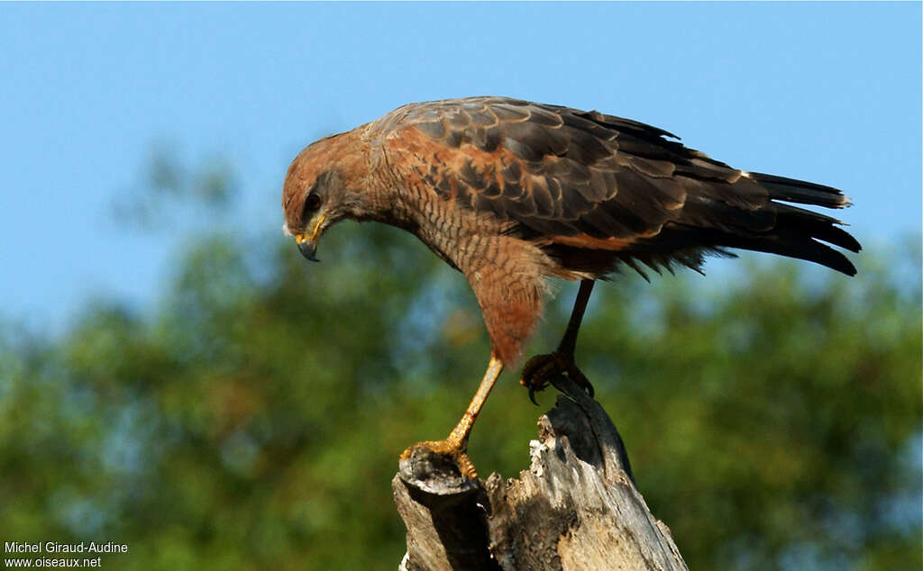 Savanna Hawkadult, identification, eats