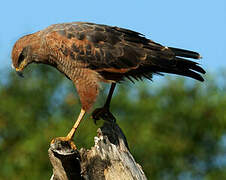 Savanna Hawk