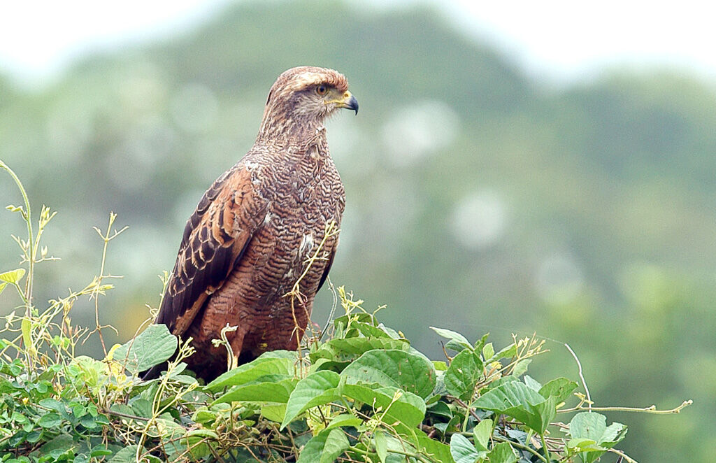 Savanna Hawk