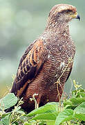 Savanna Hawk