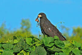 Great Black Hawk