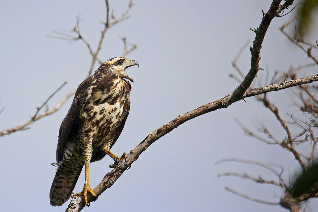 Great Black Hawkjuvenile, close-up portrait