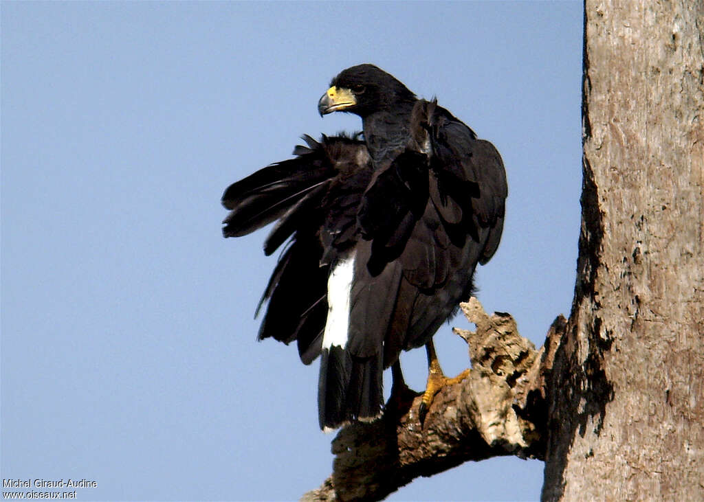 Great Black Hawk, identification