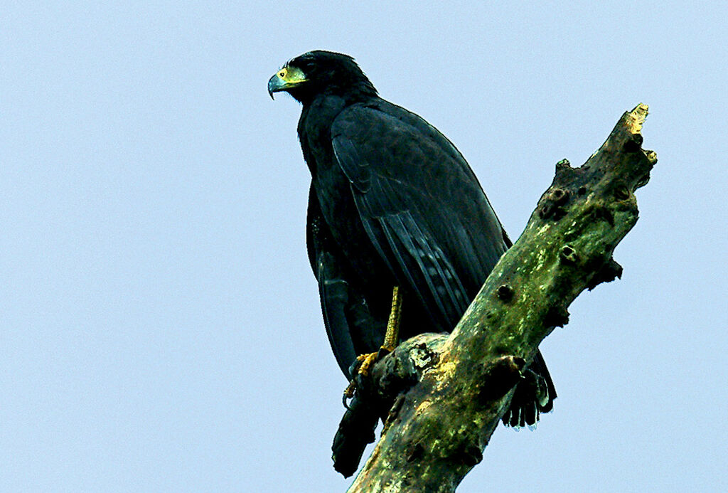 Great Black Hawk, identification