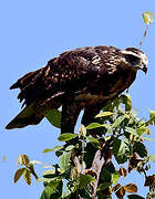 Great Black Hawk