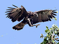 Great Black Hawk