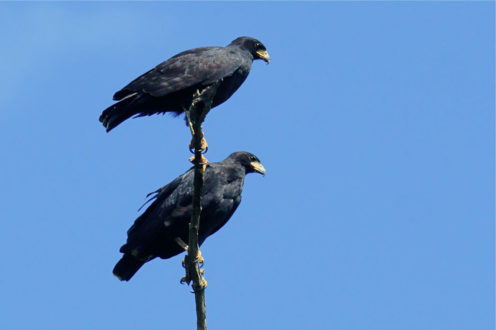 Great Black Hawk adult