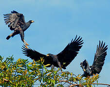 Great Black Hawk