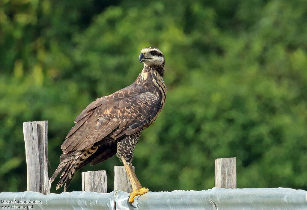 Great Black HawkSecond year, identification