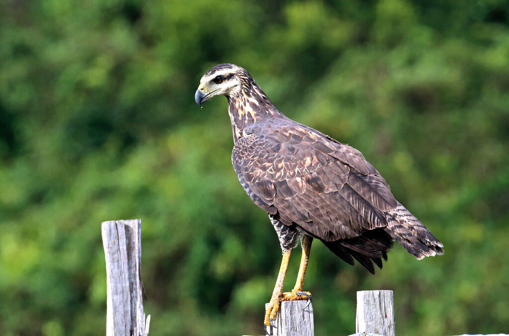 Great Black HawkSecond year