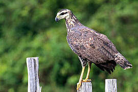 Great Black Hawk