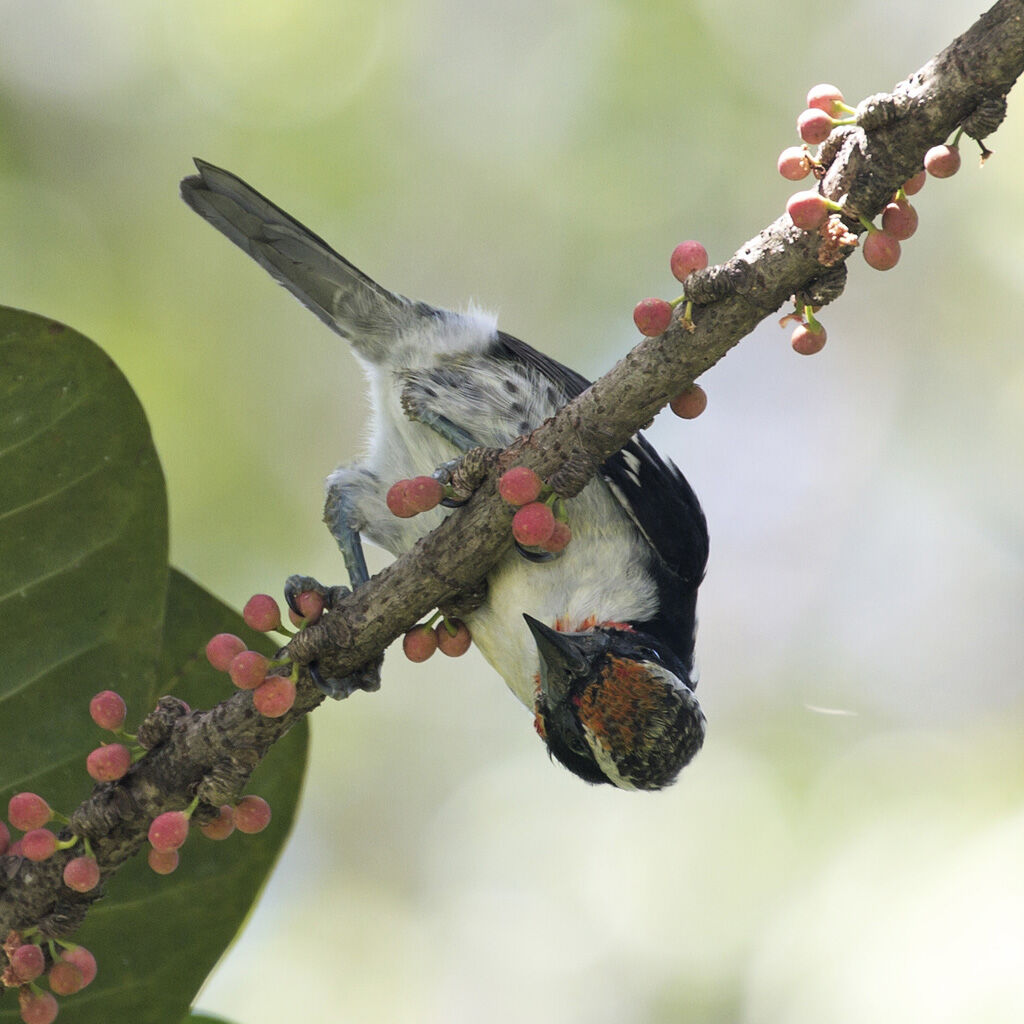 Black-spotted Barbet male immature, feeding habits