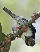 Black-spotted Barbet