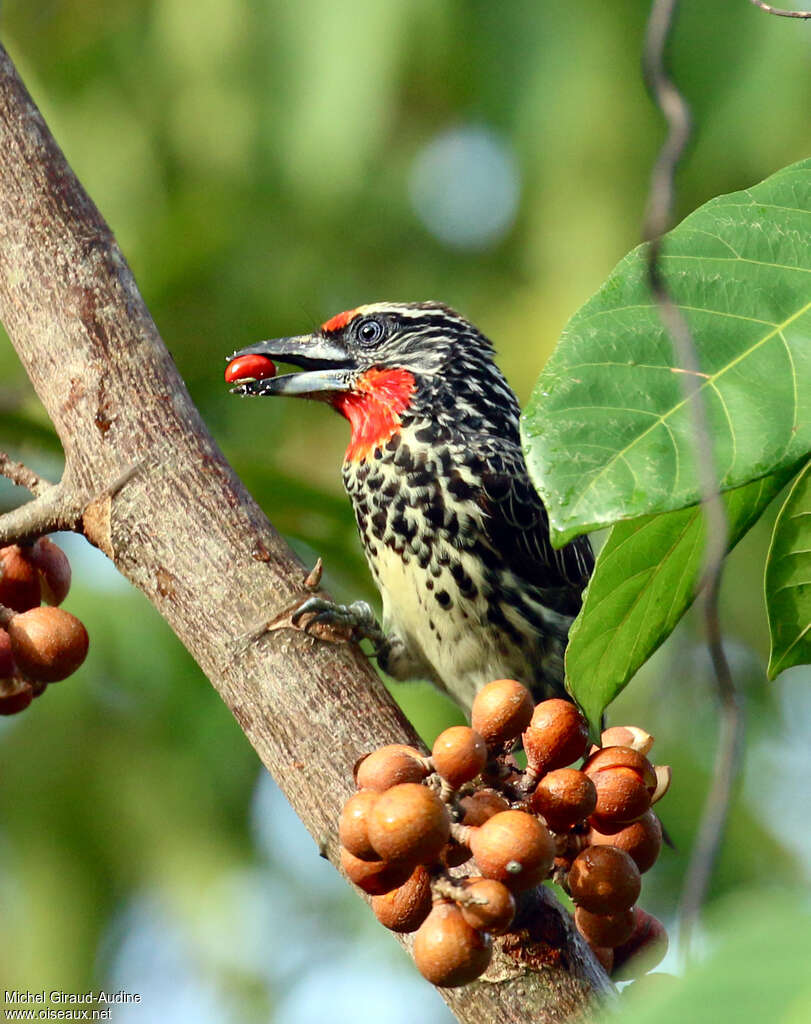 Black-spotted Barbet female adult, feeding habits, eats