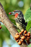 Black-spotted Barbet