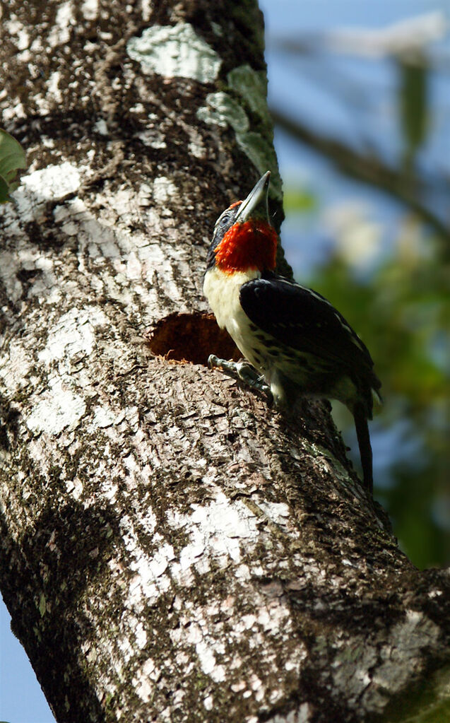 Black-spotted Barbetadult