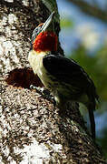 Black-spotted Barbet