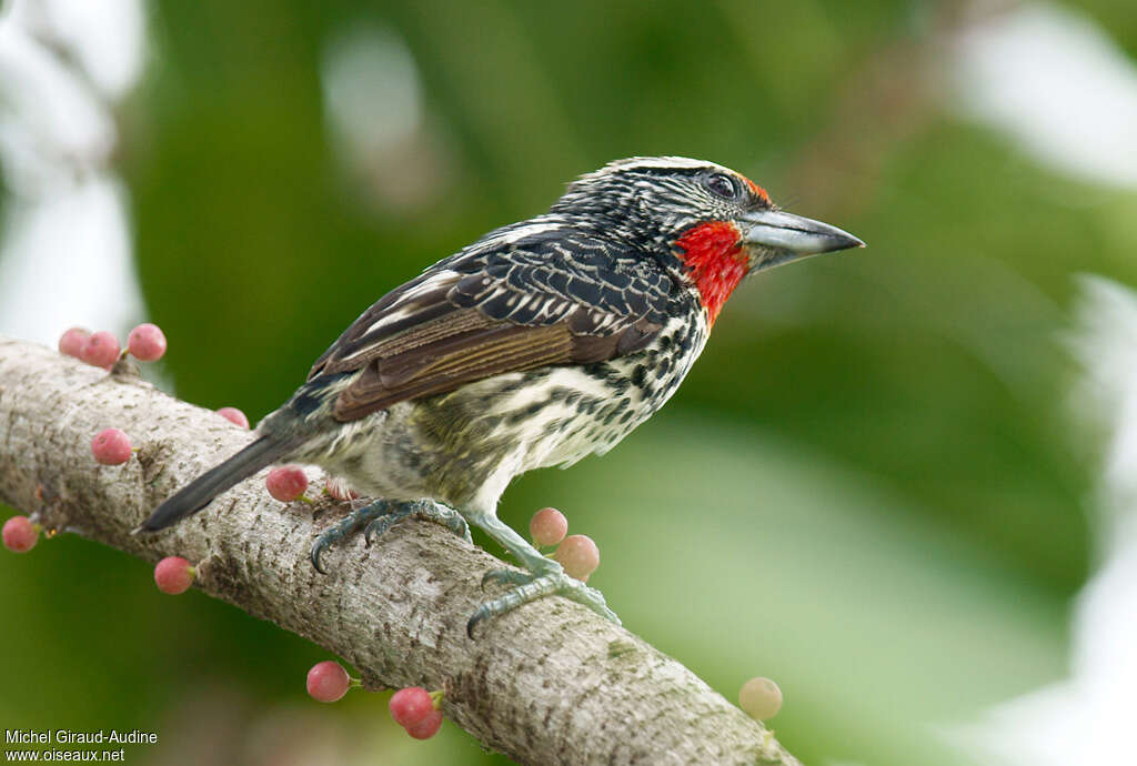 Black-spotted Barbet female adult, identification