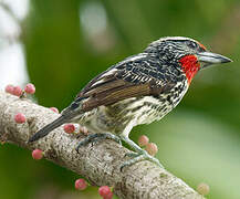 Black-spotted Barbet