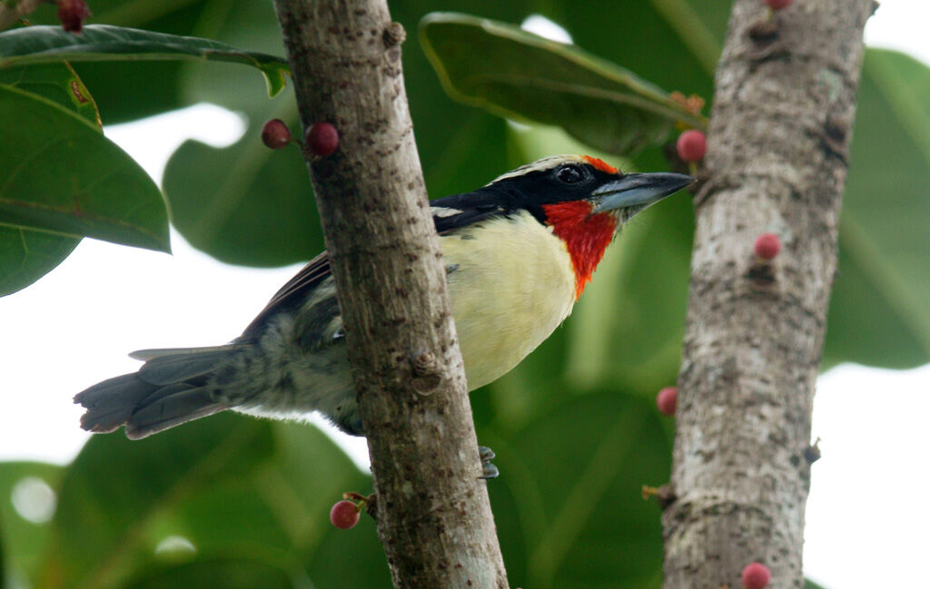 Black-spotted Barbet male adult