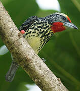 Black-spotted Barbet