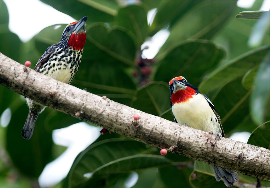 Black-spotted Barbet 