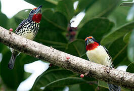 Black-spotted Barbet