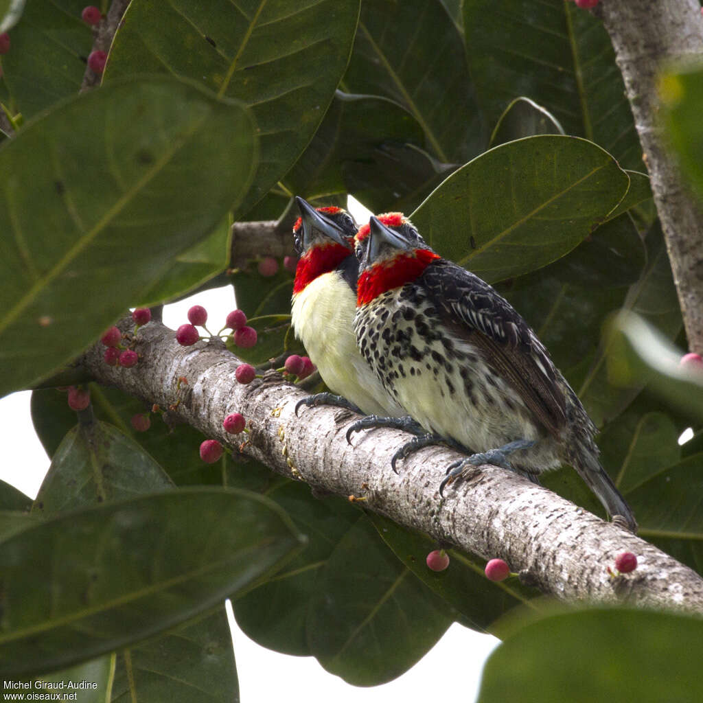 Black-spotted Barbetadult, Behaviour