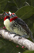 Black-spotted Barbet