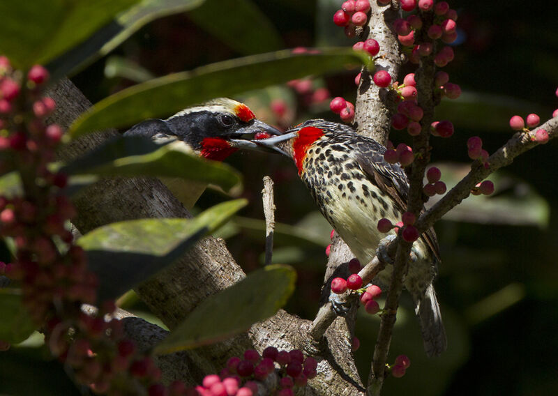 Black-spotted Barbet adult, Behaviour