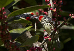 Black-spotted Barbet