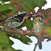 Black-spotted Barbet