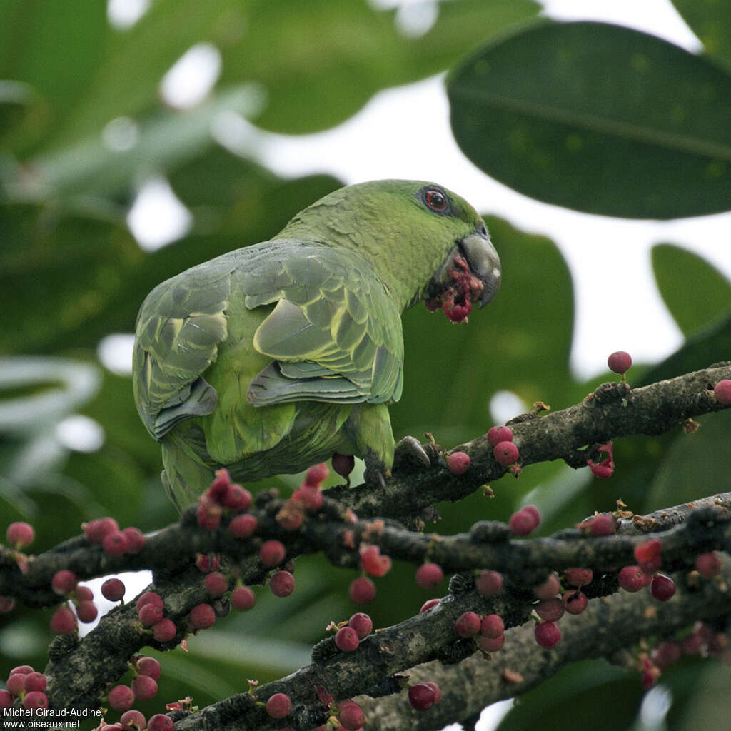 Short-tailed Parrotadult, feeding habits