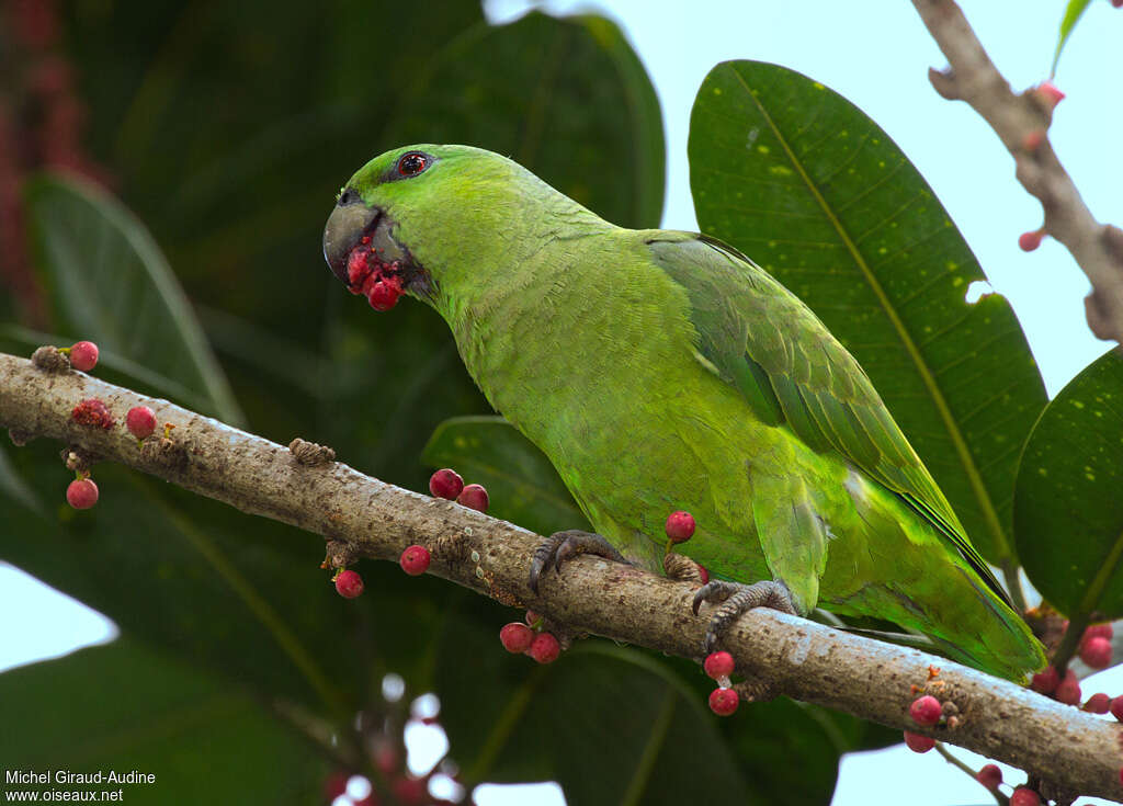 Short-tailed Parrotadult