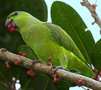 Short-tailed Parrot