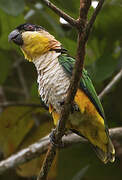 Black-headed Parrot