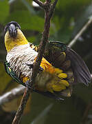 Black-headed Parrot